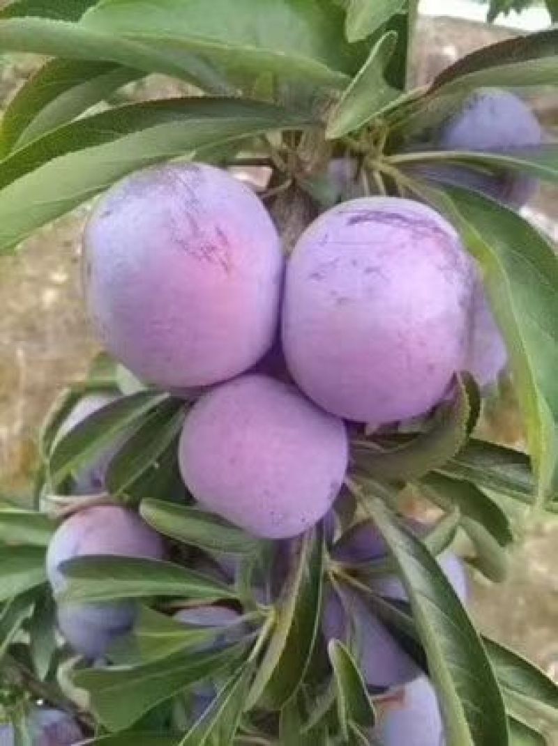 脆红李
