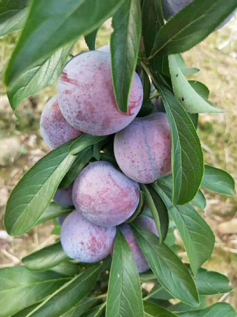 脆红李