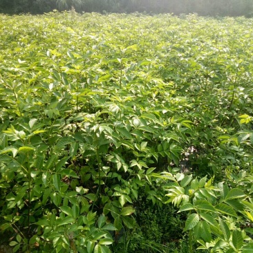 一年生吴茱萸苗