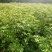 一年生吴茱萸苗