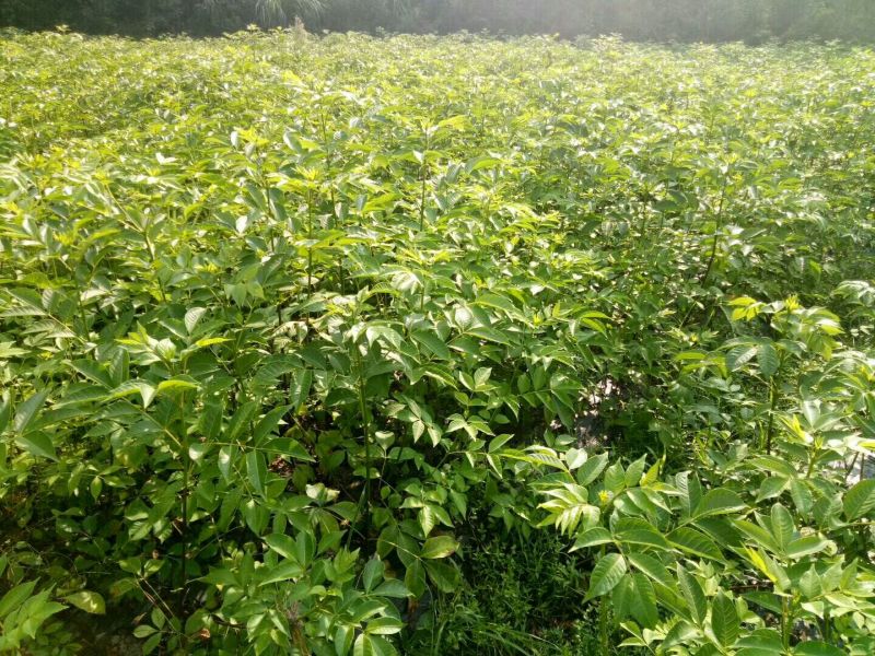 一年生吴茱萸苗