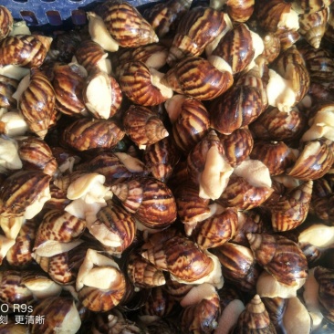 白玉蜗牛