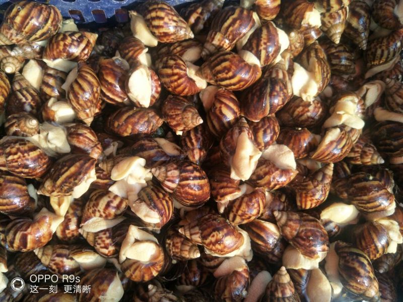 白玉蜗牛