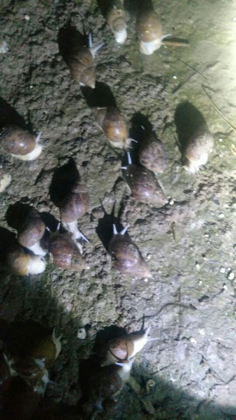 白玉蜗牛