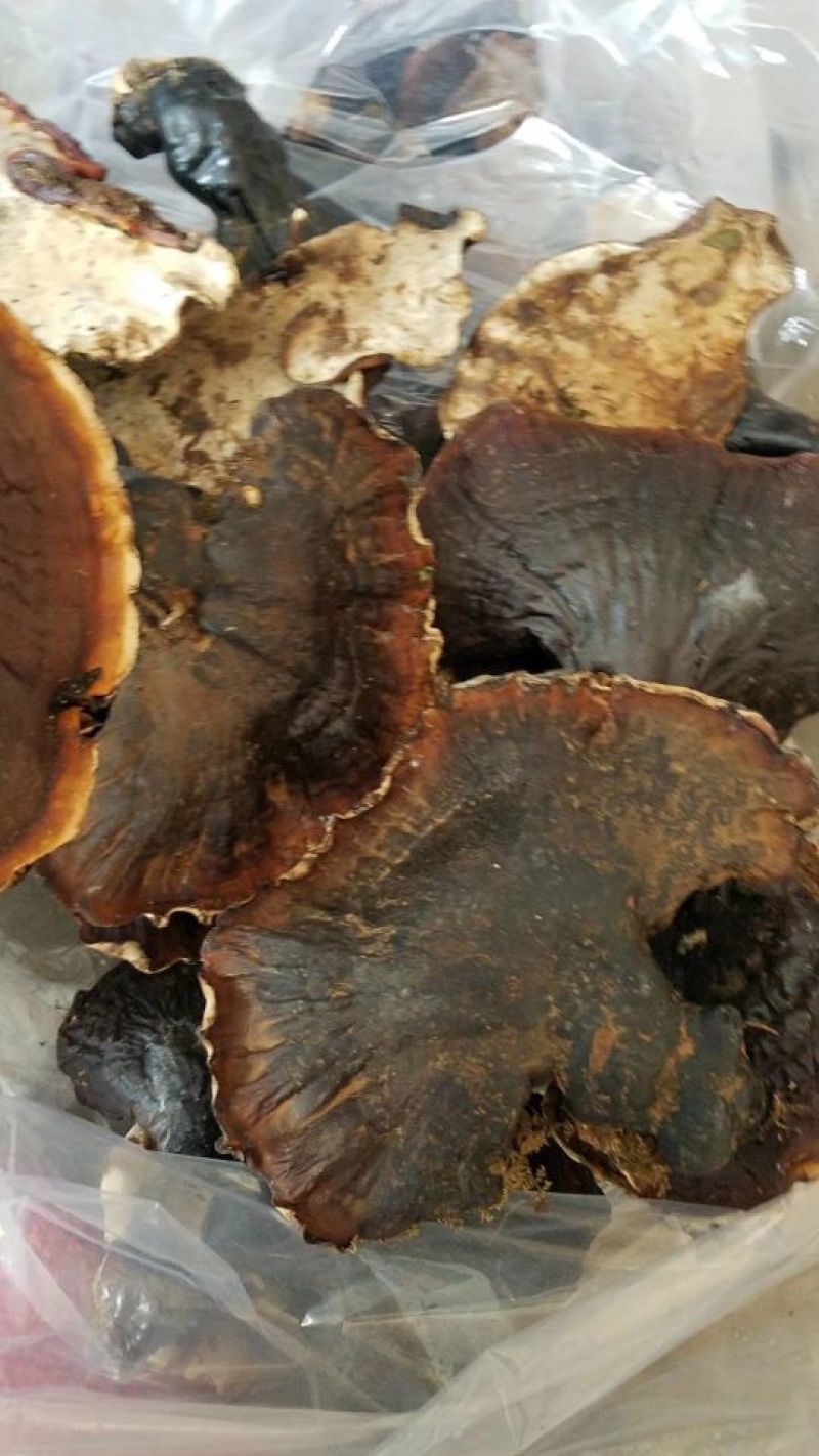 长白山自然保护区野生灵芝，东北特产，包邮