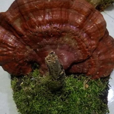 长白山自然保护区野生灵芝，东北特产，包邮