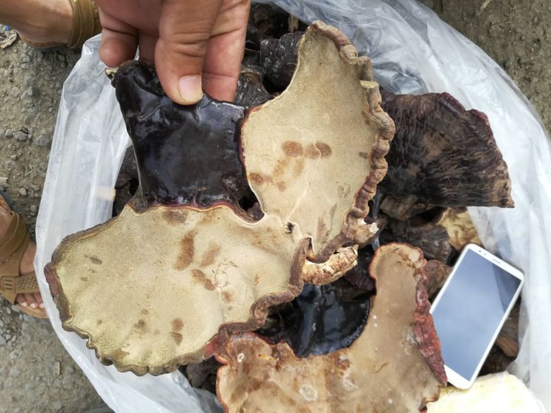 长白山自然保护区野生灵芝，东北特产，包邮