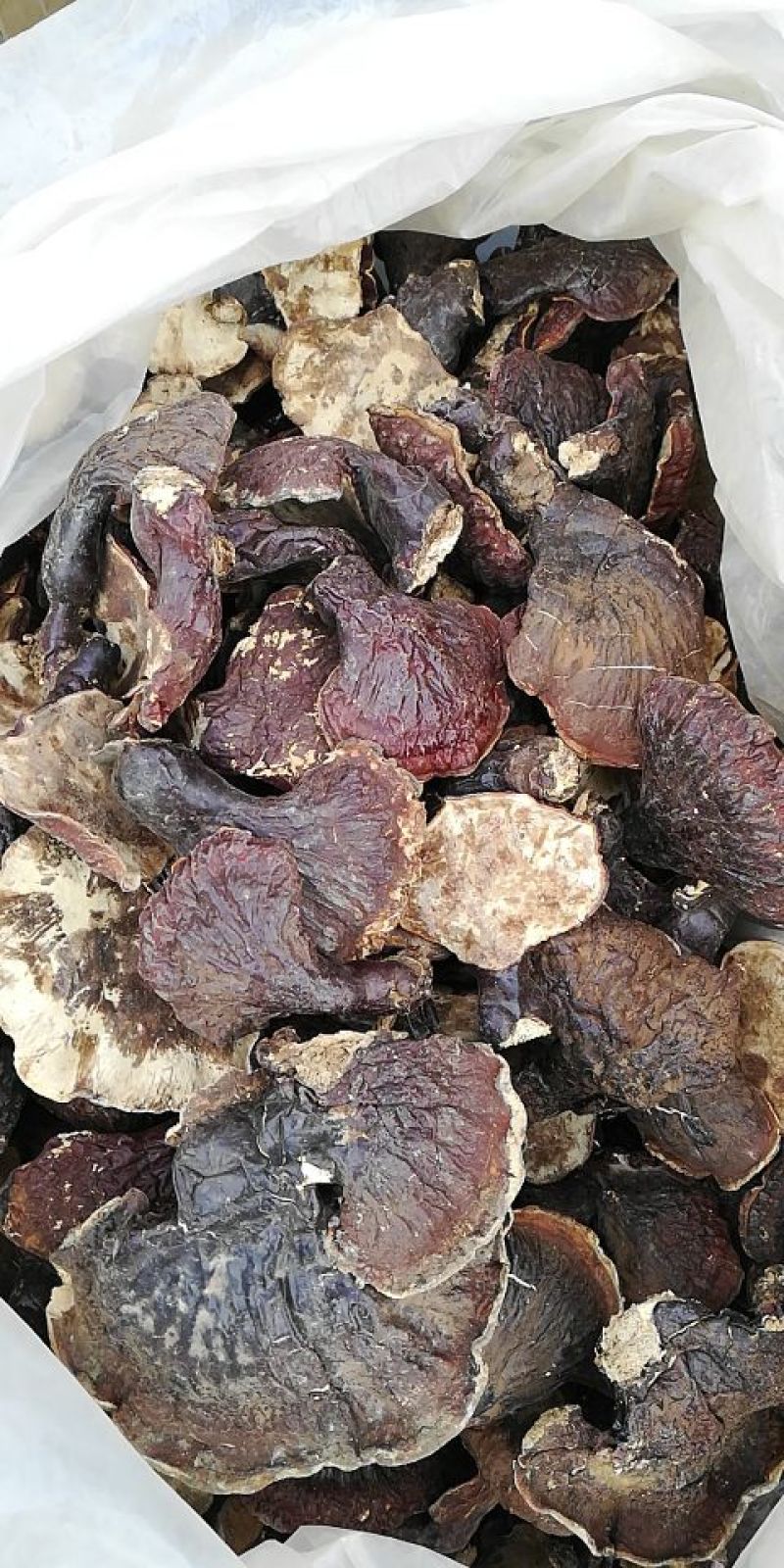长白山自然保护区野生灵芝，东北特产，包邮