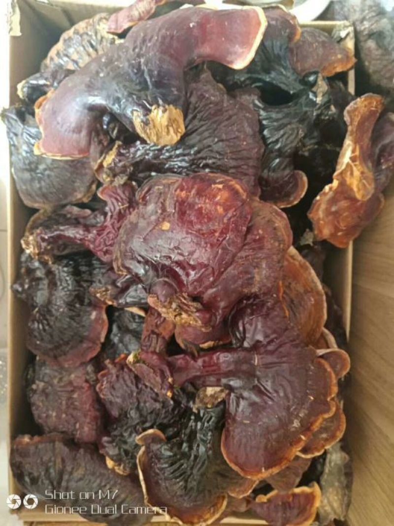 长白山自然保护区野生灵芝，东北特产，包邮