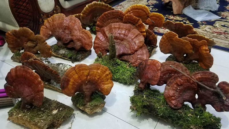 长白山自然保护区野生灵芝，东北特产，包邮