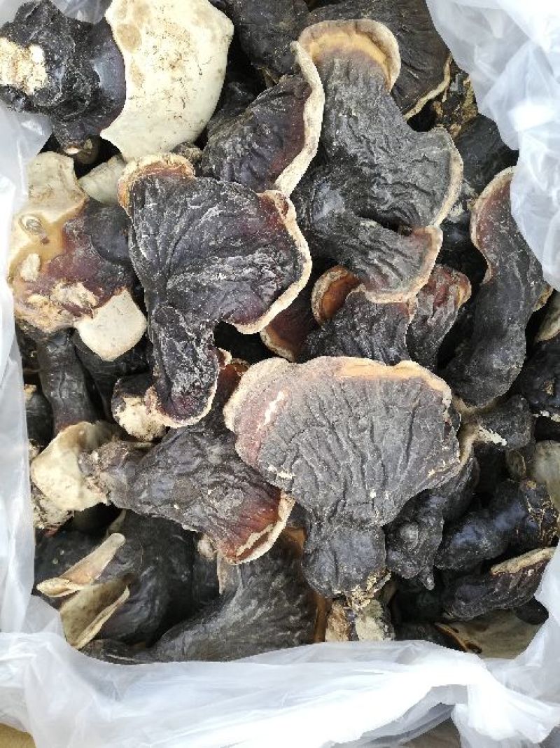长白山自然保护区野生灵芝，东北特产，包邮