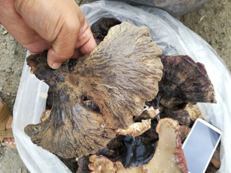 长白山自然保护区野生灵芝，东北特产，包邮