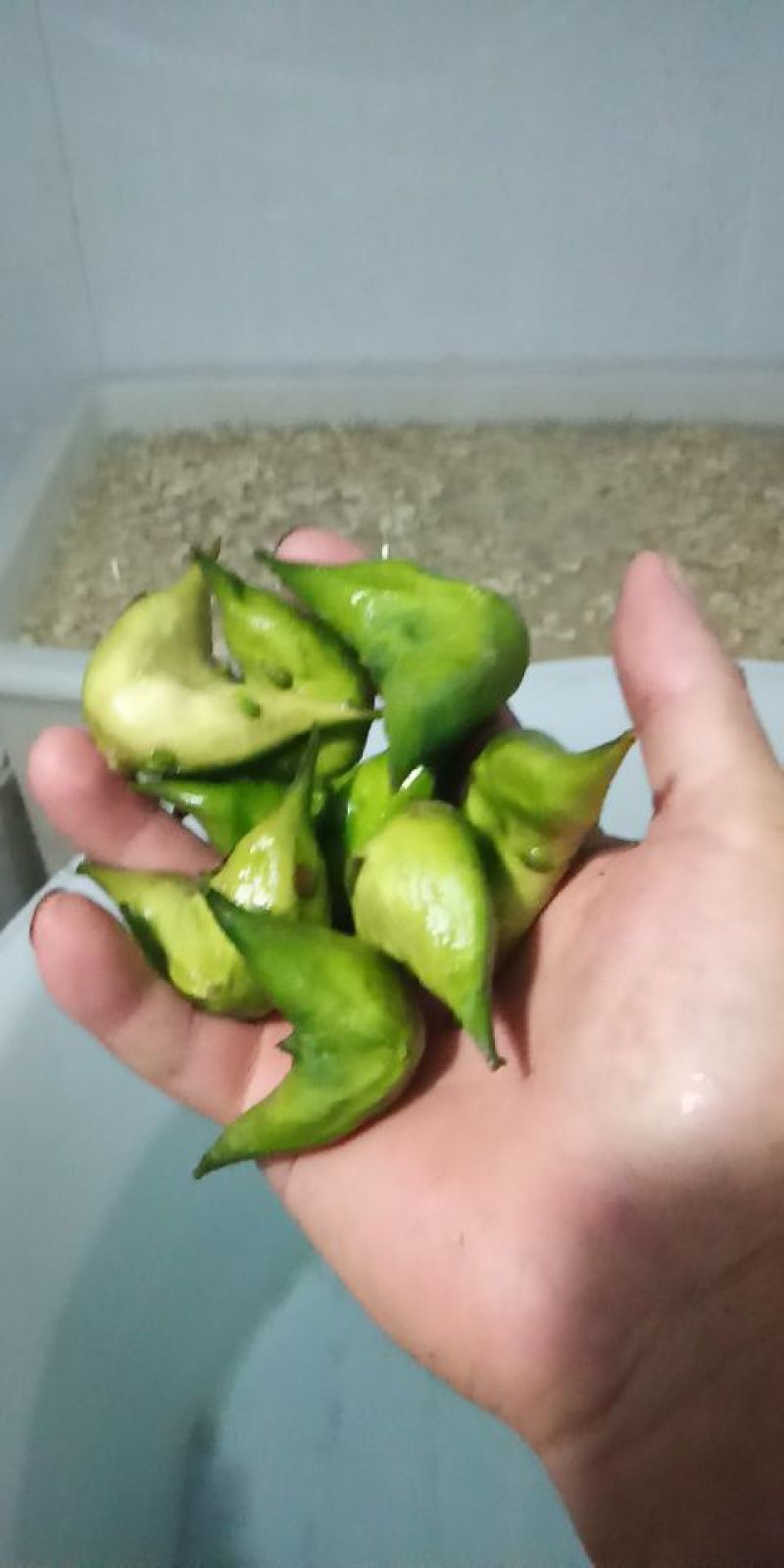 菱角，菱角米