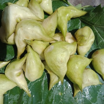 菱角，菱角米