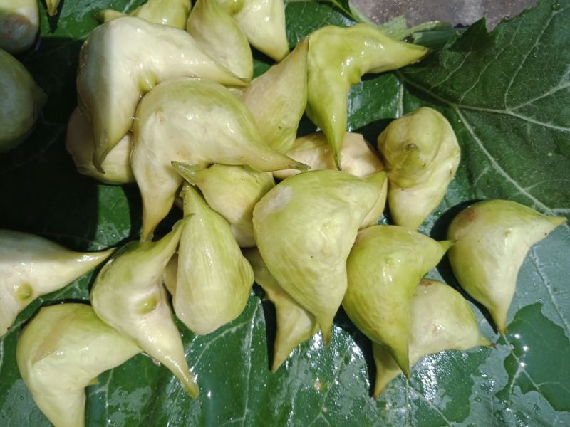 菱角，菱角米