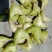 菱角，菱角米