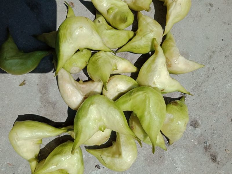 菱角，菱角米