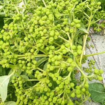 吴茱萸江西中花不裂口