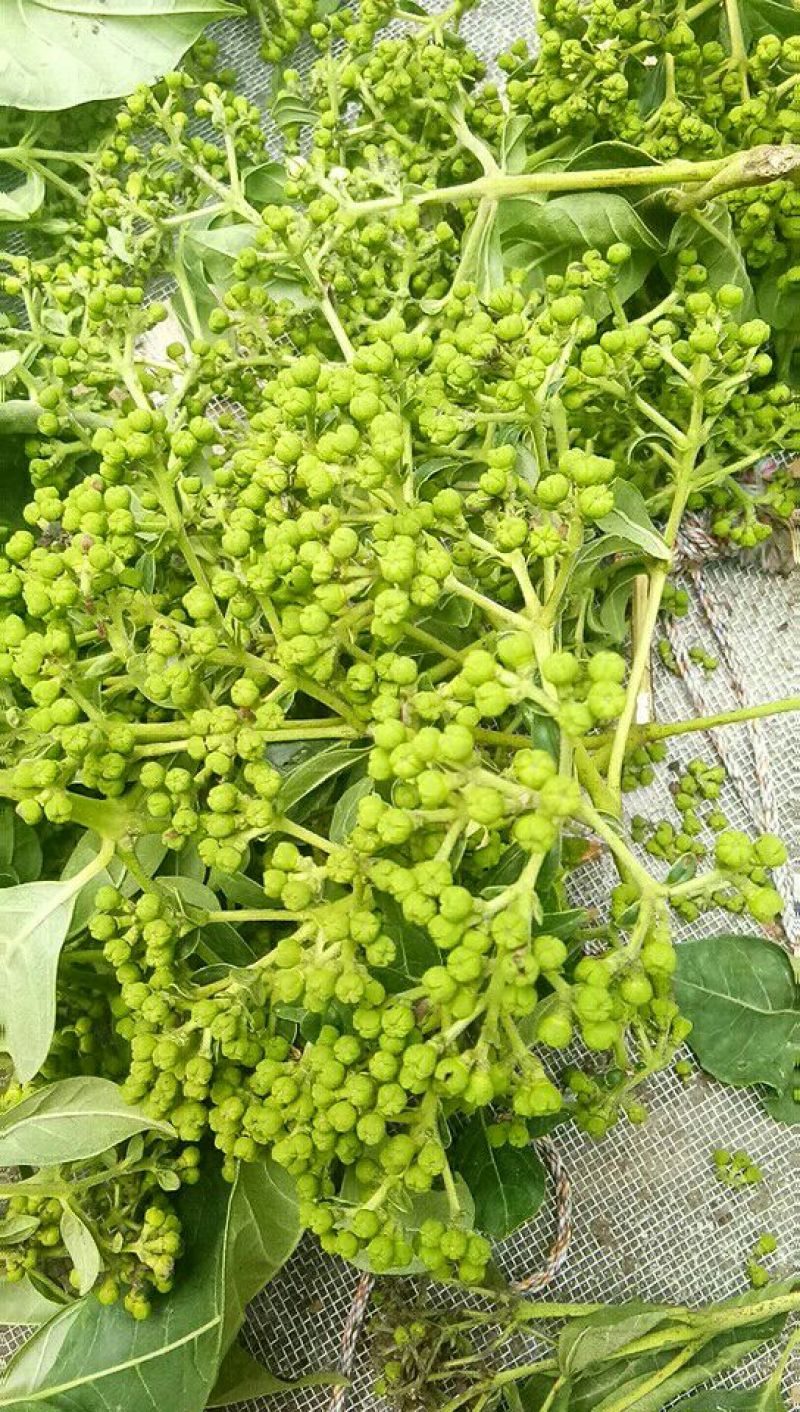 吴茱萸江西中花不裂口