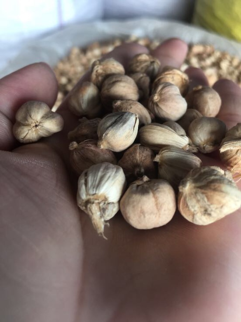 白豆蔻散装