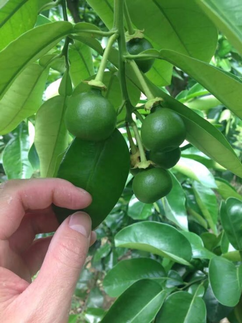 平和琯溪蜜柚1.8斤以上