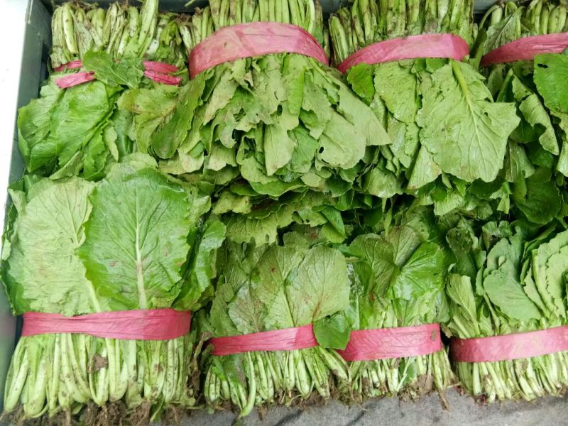 小白菜大量小白菜上市了价格便宜，诚信第一专业代收各种蔬菜