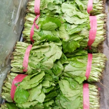 小白菜大量小白菜上市了价格便宜，诚信第一专业代收各种蔬菜