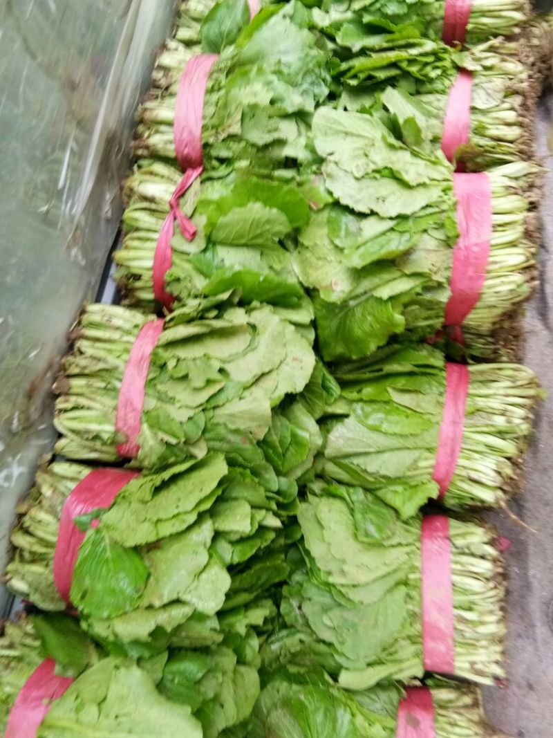 小白菜大量小白菜上市了价格便宜，诚信第一专业代收各种蔬菜