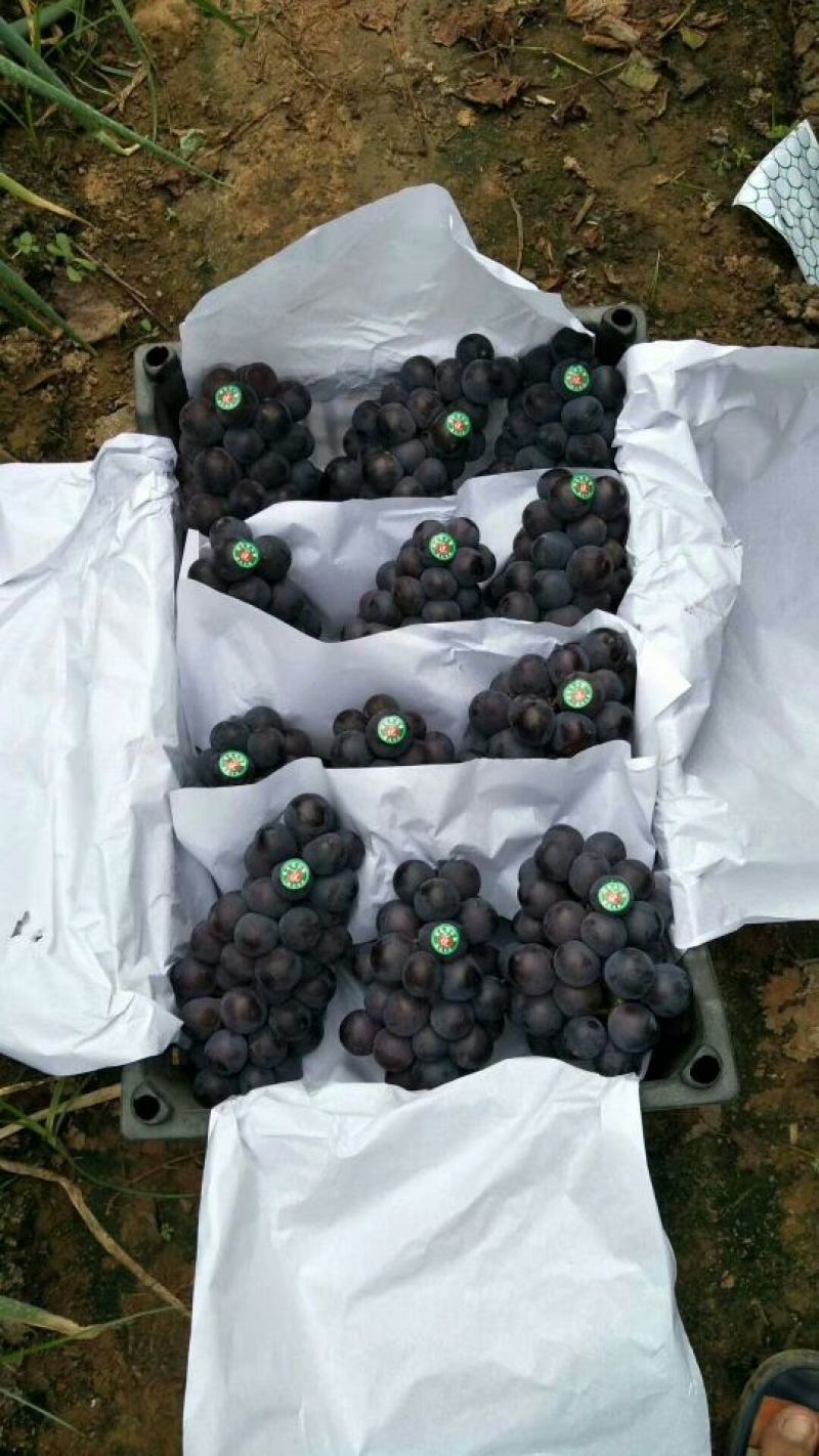 河北卢龙套袋京亚葡萄果粉好颜色全黑货源充足，
