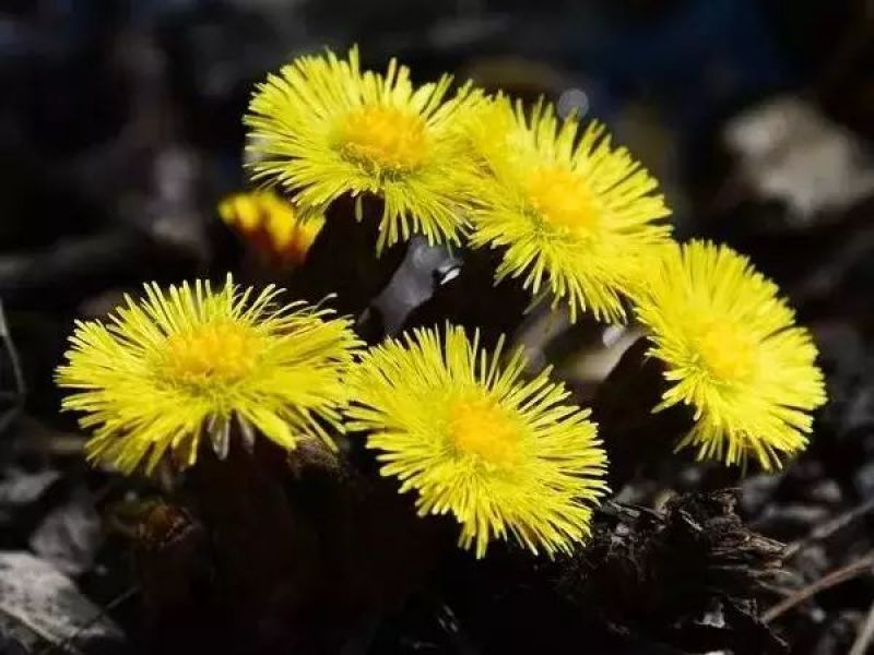 款冬花种子、种苗、种根20吨，款冬花种子价格，产地批发销