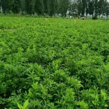 白术种苗基地，丹参种苗基地，百亩种植，九月中旬产新欢迎您