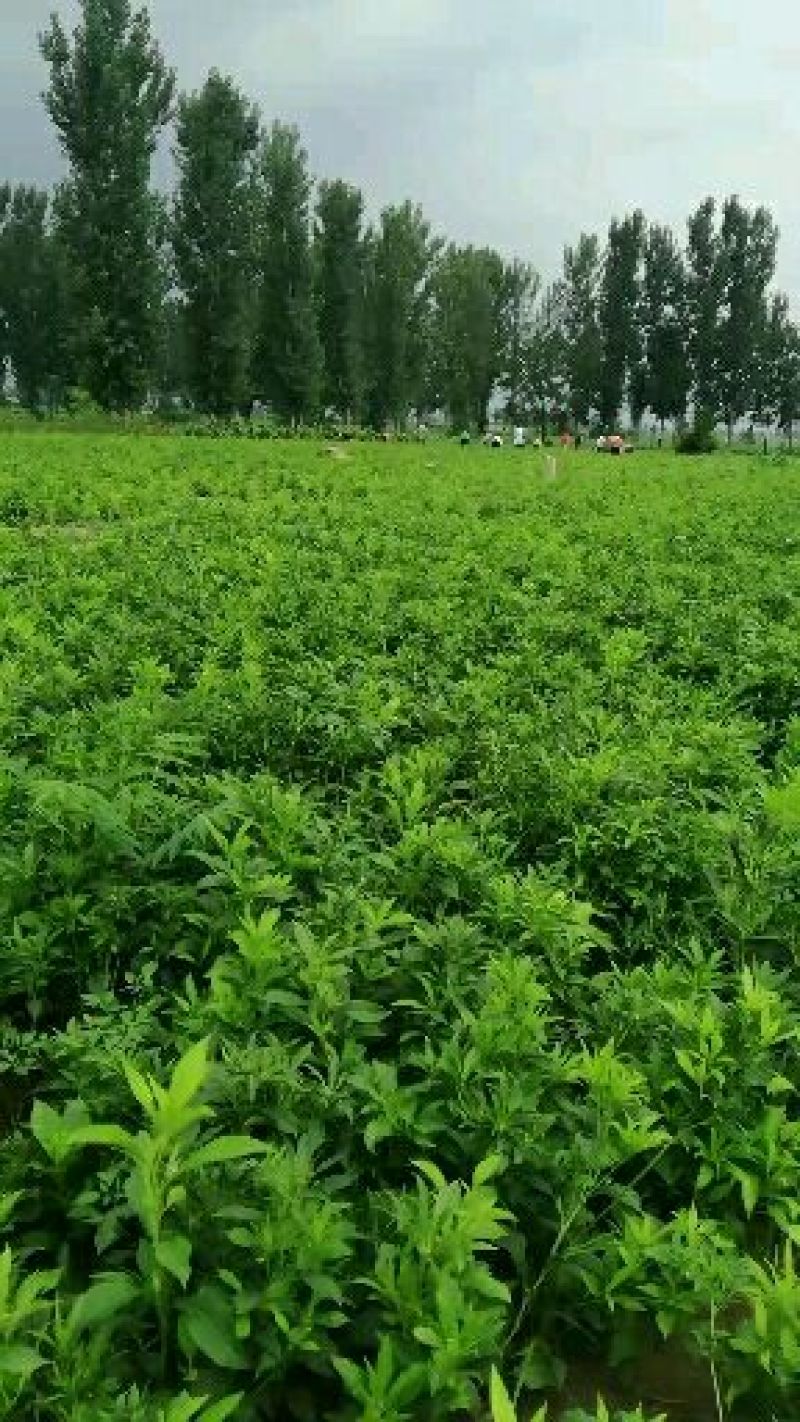白术种苗基地，丹参种苗基地，百亩种植，九月中旬产新欢迎您