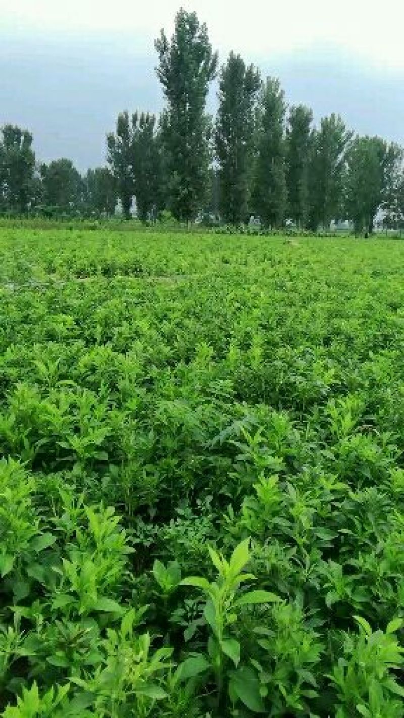 白术种苗基地，丹参种苗基地，百亩种植，九月中旬产新欢迎您