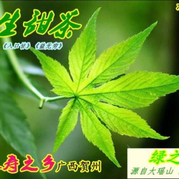 甜茶叶