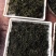 甜茶叶