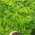 正宗海南黄花梨树，成都露天培育的