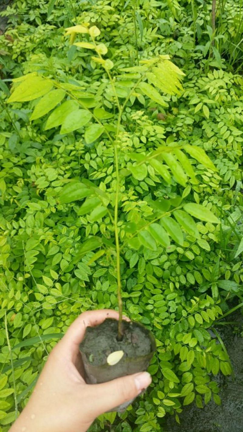 正宗海南黄花梨树，成都露天培育的