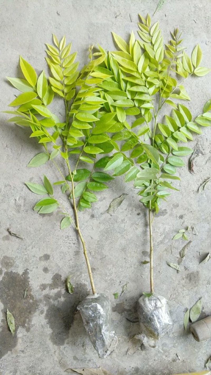 正宗海南黄花梨树，成都露天培育的