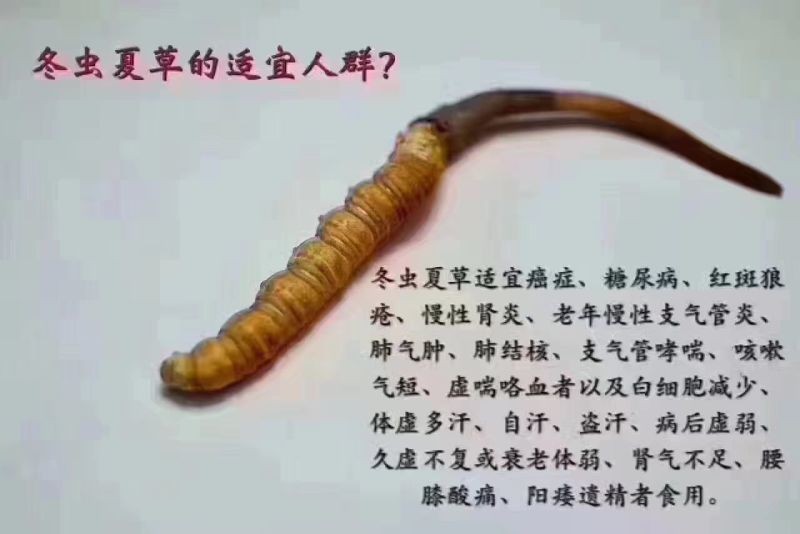 冬虫夏草！