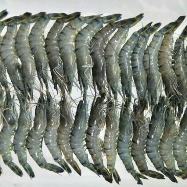 草虾，海虾