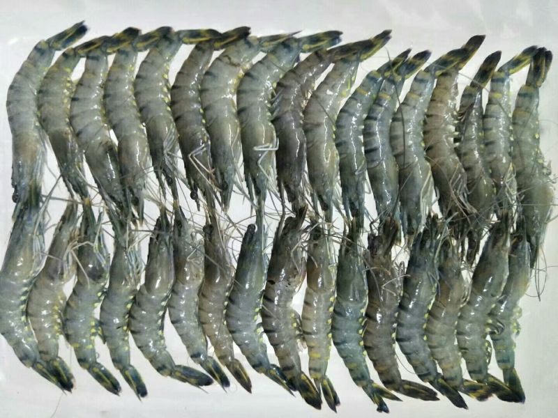 草虾，海虾