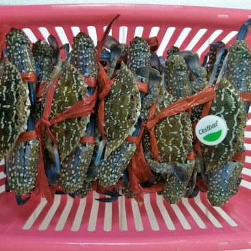 梭子蟹，海蟹