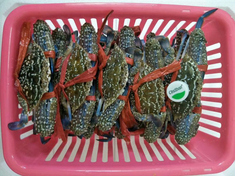 梭子蟹，海蟹