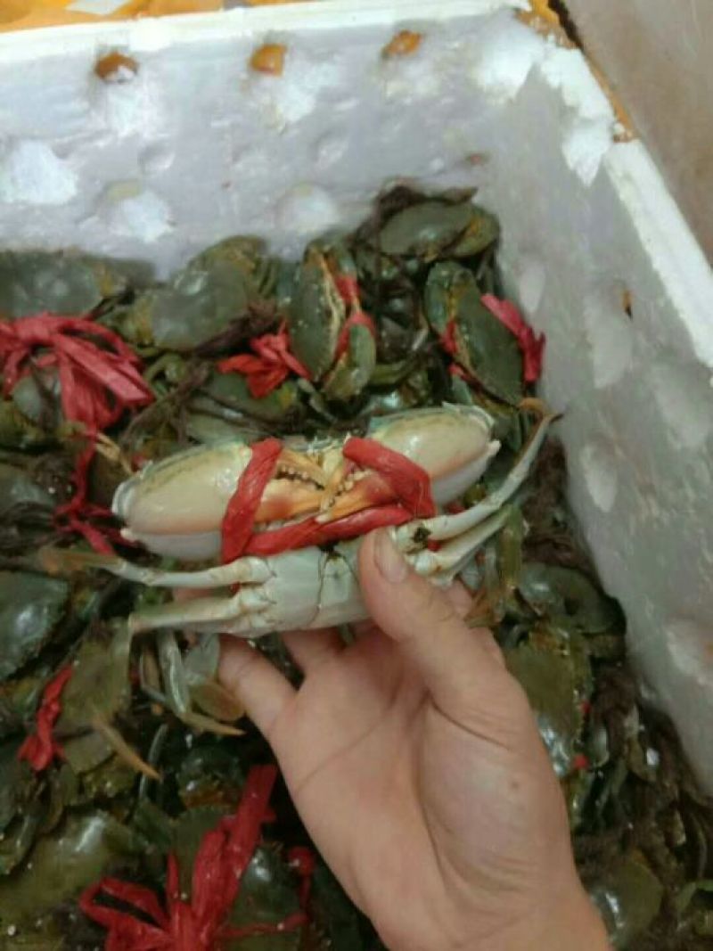 青蟹，肉蟹。
