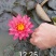 睡莲，根长10公分以上，产地直销质量保证