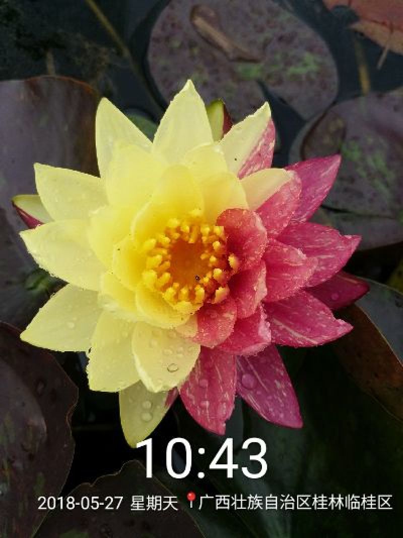 睡莲，根长10公分以上，产地直销质量保证