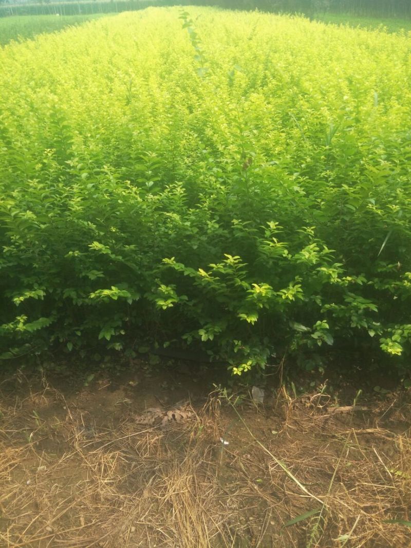 金叶女贞一手货源绿化苗木工程小苗规格多样化