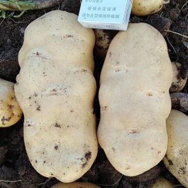土豆大量上市中
