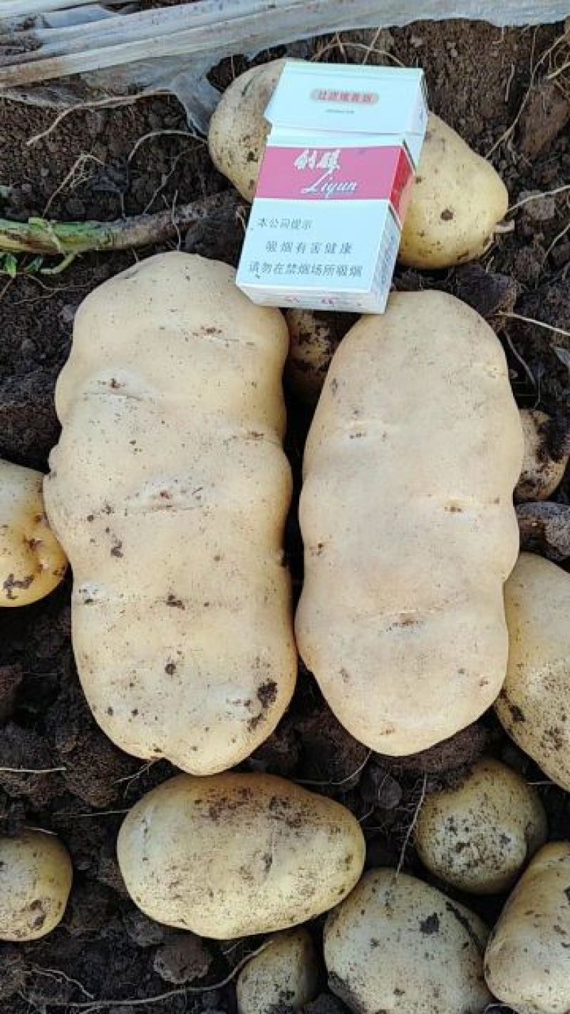 土豆大量上市中