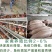 脱脂鱼粉